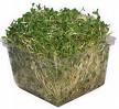 sprout1.jpg